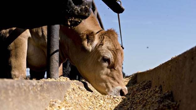 alimento animales
